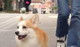 大狗最新爆料新闻视频播放,最新爆料新闻视频幕后真相