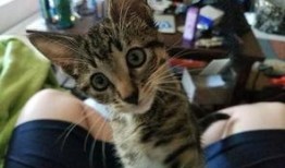 小猫有趣事情爆料视频,小猫爆笑趣事大盘点