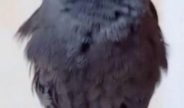 八哥最新爆料视频大全集,揭秘娱乐圈幕后真相