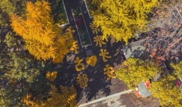 在线观看落叶长安,穿越千年古都的时光之旅