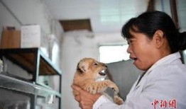 双胞胎饲养员爆料视频