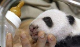 双胞胎饲养员爆料视频