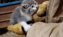 小猫有趣事情爆料视频,小猫爆笑趣事大盘点