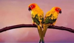 搞笑鹦鹉爆料视频下载大全,笑料百出，欢乐无限