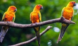 搞笑鹦鹉爆料视频下载大全,笑料百出，欢乐无限