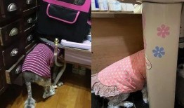 大狗最新爆料新闻视频播放,最新爆料新闻视频幕后真相