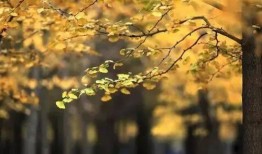 在线观看落叶长安,穿越千年古都的时光之旅