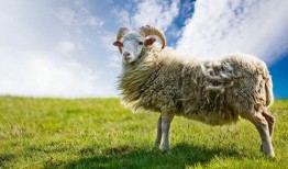 羊了个羊娱乐爆料最新,揭秘最新搞笑瞬间，笑出腹肌！