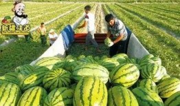 库尔勒吃瓜网红事件,网络热议背后的真相揭晓