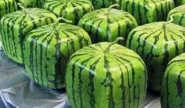 西瓜条吃瓜爆料视频,揭秘娱乐圈幕后真相